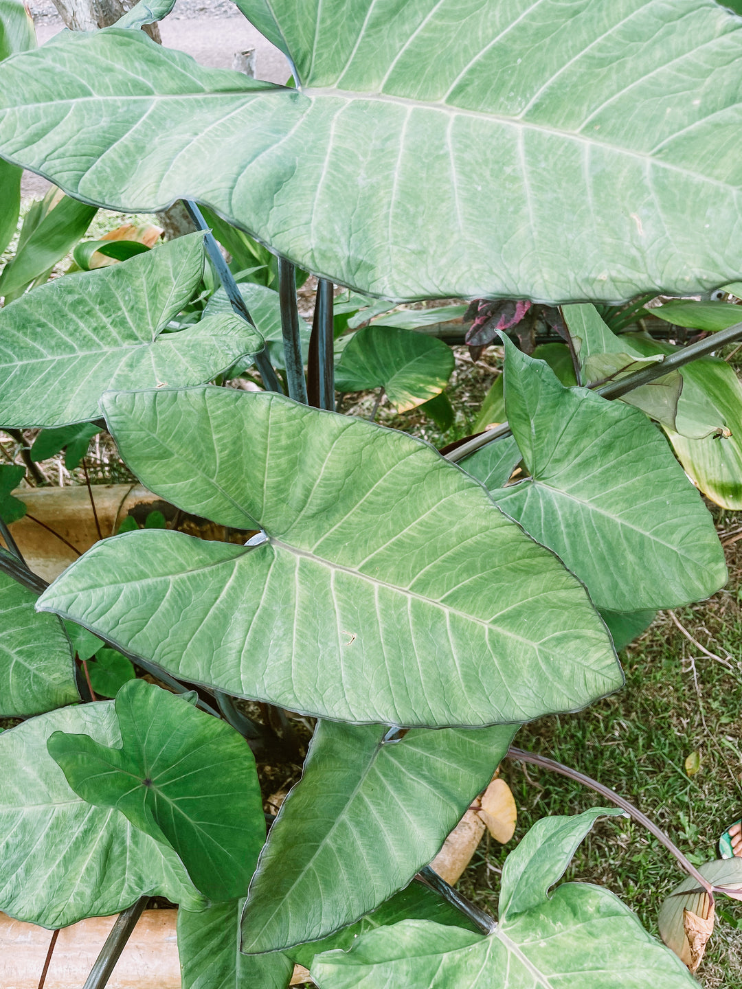 How to Make Lu'au Stew in the Instant Pot
